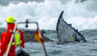 Members of the Institute of Terrestrial and Aquatic Wildlife Research (ITAW), monitor a stranded whale at the Timmendorfer Beach, northern Germany on March 23, 2026. (Photo by Jens Büttner / dpa / AFP) 