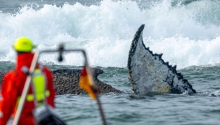 Members of the Institute of Terrestrial and Aquatic Wildlife Research (ITAW), monitor a stranded whale at the Timmendorfer Beach, northern Germany on March 23, 2026. (Photo by Jens Büttner / dpa / AFP) / Germany OUT