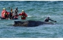 Divers and helpers try to rescue a stranded humpback whale off the Baltic Sea coast of Timmendorfer Strand near Luebeck, northern Germany, on March 26, 2026. Photo by Daniel Bockwoldt / dpa / AFP