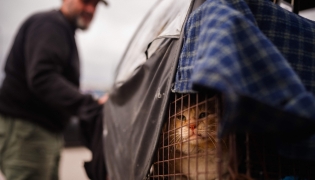 A member of a rescue team from Lebanese NGO Animals Lebanon checks a cat that was just rescued from Beirut's southern suburbs on March 26, 2026. (Photo by Dimitar Dilkoff / AFP)