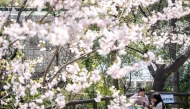 People eat and drink beneath cherry blossom trees at a park in Tokyo on March 30, 2026. Photo by Yuichi YAMAZAKI / AFP