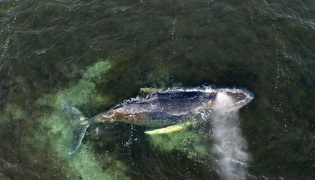 This aerial handout photo taken on March 30, 2026 and released by non-governmental environmental organisation Greenpeace Germany shows a humpback whale in shallow coastal waters in Wismar Bay in the Baltic Sea, off Wismar, northern Germany. (Photo by Daniel Müller / Greenpeace Germany / AFP) 