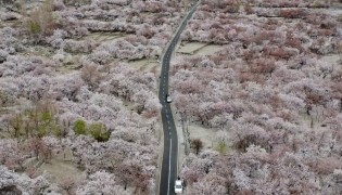 Commuters ride past apricot blossom trees at Ghanche district in Gilgit-Baltistan region on March 30, 2026. (Photo by Manzoor Balti / AFP)
