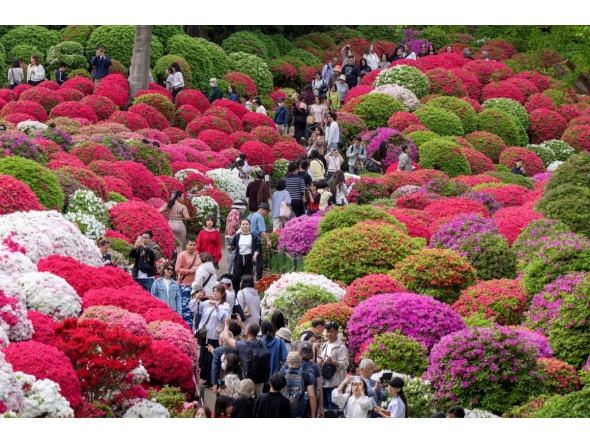 Visitors stroll through the grounds of Nezu Shrine during the annual Azalea Festival in Tokyo on April 14, 2026. (Photo by Kazuhiro NOGI / AFP)