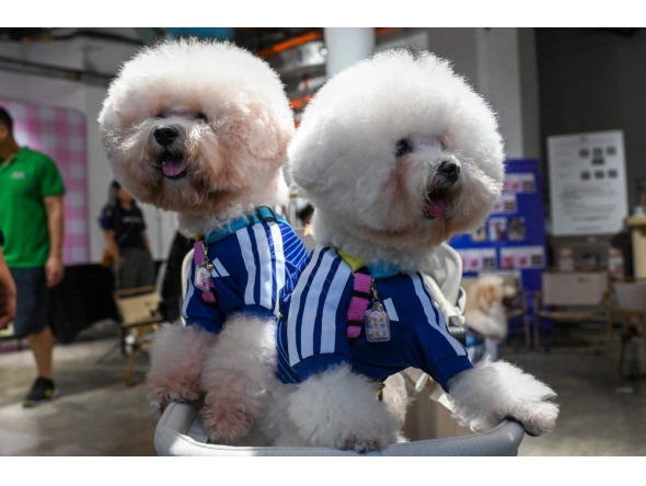 Pet dogs wearing matching football shirts are pictured during a media preview of FurKids Fiesta, showcasing Adidas' first pet collection, in Singapore. (Photo by Roslan Rahman / AFP)
