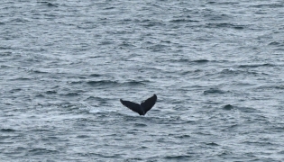 A whale dives at the Beagle channel near Ushuaia, Tierra del Fuego, Argentina at dawn on May 19, 2026. (Photo by Juan Mabromata / AFP)
 