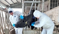 Veterinary workers at a farm in Kazakhstan.
