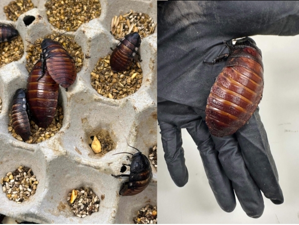 Some of the 100,000 contraband cockroaches. (Photo by Handout / Australian Department of Climate Change, Energy, Environment and Water / AFP)