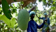 This photograph taken on June 4, 2026, shows workers harvesting mangoes from a tree at an orchard in Hyderabad City, in Pakistan's Sindh province. (Photo by Rizwan Tabassum / AFP)