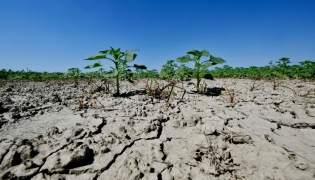 (FILES) This picture shows dry soil in a sunflower field near the Po River Delta at Scardovari, Italy, northeast Italy, on June 26, 2026. (Photo by Stefano RELLANDINI / AFP)