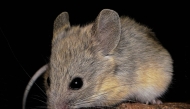This undated handout photo obtained on July 9, 2026, from Marcial Quiroga-Carmona shows an Andean leaf-eared mouse. (Photo by Handout / Marcial Quiroga-Carmona / AFP)