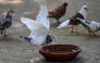 This photograph taken on July 10, 2026 shows a pigeon drinking from a bowl of water in Islamabad. (Photo by Farooq Naeem / AFP)