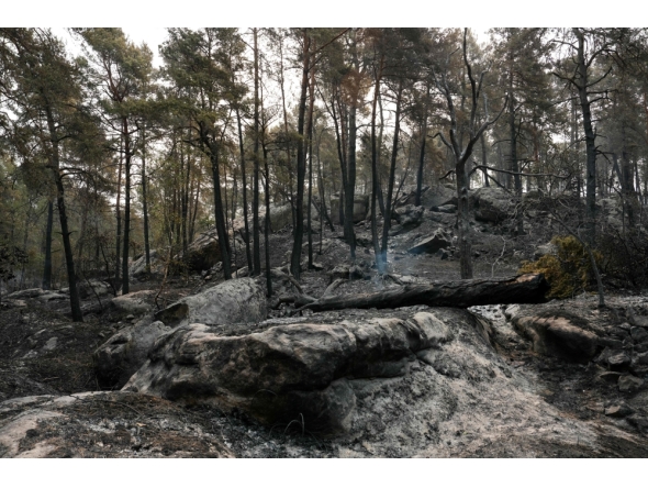 This photograph shows burnt undergrowth following a fire in the Fontainebleau Forest, in Noisy-sur-Ecole, in the Paris' Ile-de-France region on July 14, 2026. (Photo by Dimitar Dilkoff / AFP)