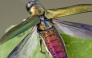 Agrilus planipennis (ash beetle)in the territory of the Slovak Republic. PICS:ÚKSÚP