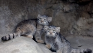 Pallas's cat kittens, a species considered to be the world's oldest living feline, are seen in their enclosure at Kobe Animal Kingdom in Kobe on July 27, 2026. (Photo by Paul Miller / AFP)