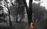 A large pine tree with its hollowed trunk still burning from the inside, is seen in a scorched forest following a wildfire near La Adrada, 95 kilometres west of Madrid, on July 27, 2026. (Photo by Miguel RIOPA / AFP)