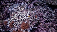 This underwater picture taken on July 9, 2026 shows coral in a shallow area of the sea near Onna village, Okinawa Prefecture. Photo by Philip Fong / AFP