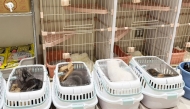 In this handout photo released by MOFF Corporation on July 30, 2026, rescued cats are seen at a MOFF facility in Hiroshima on July 29, 2026. (Photo by Handout / MOFF Corporation / AFP) 