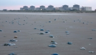 Jellyfish lay on the shore near the Gravelines nuclear power plant in Gravelines, northern France on August 12, 2025. Photo by Sameer AL-DOUMY / AFP