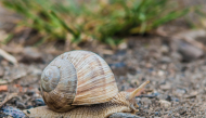 Peninsula