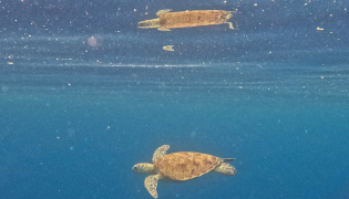 This underwater photo taken on September 25, 2026, shows an endangered adult green sea turtle gliding through the deep blue waters off the coast of Mataking Island in Semporna. Photo by Sai Aung Main / AFP