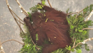 This screengrab from a handout video taken on September 26, 2026 by Borneo Orangutan Survival Foundation (BOSF) obtained by AFPTV and released on October 8 shows an aerial view of a female orangutan nicknamed Novita resting in a tree amid smoke from forest and land fires in Central Kalimantan. (Photo by Handout / BORNEO ORANGUTAN SURVIVAL FOUNDATION / AFP) / 