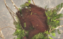 This screengrab from a handout video taken on September 26, 2026 by Borneo Orangutan Survival Foundation (BOSF) obtained by AFPTV and released on October 8 shows an aerial view of a female orangutan nicknamed Novita resting in a tree amid smoke from forest and land fires in Central Kalimantan. (Photo by Handout / BORNEO ORANGUTAN SURVIVAL FOUNDATION / AFP) / 