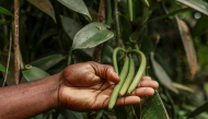 A man shows vanilla pods in a field in Abade, in Sao Tome, capital of Sao Tome and Principe, on August 7, 2026. (Photo by Daniel Beloumou Olomo / AFP)