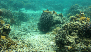 This picture taken on October 5, 2026, shows coral in the waters of the Naidiri Marine Biodiversity Park. (Photo by Saeed Khan / AFP)