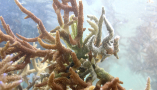This picture taken on October 5, 2026, shows healthy coral growing in the waters of the Naidiri Marine Biodiversity Park, a marine protected area located about 52 kilometres from Nadi. Photo by Saeed KHAN / AFP