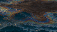 Pictures shared by the Ministry of Climate Change and Environment - UAE