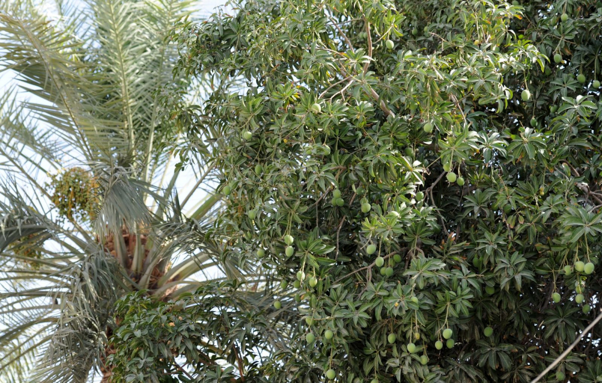 Date(s) with mangoes The Peninsula Qatar