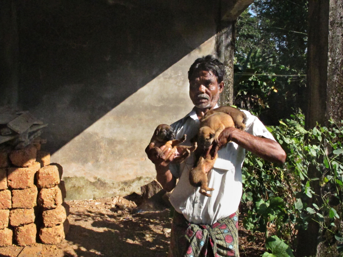 Ranjan Varapuzha, a popular dog catcher in the seaside Kochi city, pulls out four puppies from under a log pile. Hundreds of Indian street dogs have been killed in the past year by the people angry over growing number of dog bites. (Washington Post photo 