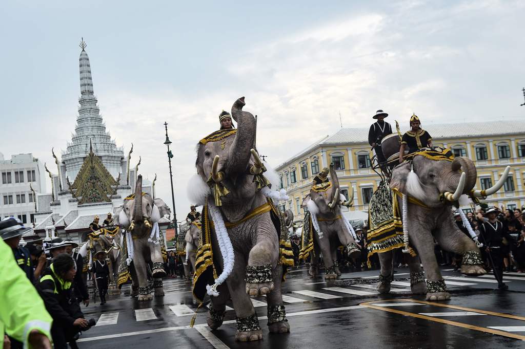 Elephants are paraded in front of the Grand Palace to pay respects to the late Thai King Bhumibol Adulyadej in Bangkok on October 8, 2016. Thailand's King Bhumibol Adulyadej died at the age of 88 on October 13 after years of ill health, ending a seven-dec