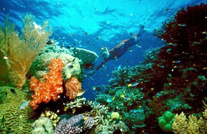 An undated Reuters file photo of Great Barrier Reef. Reuters 
