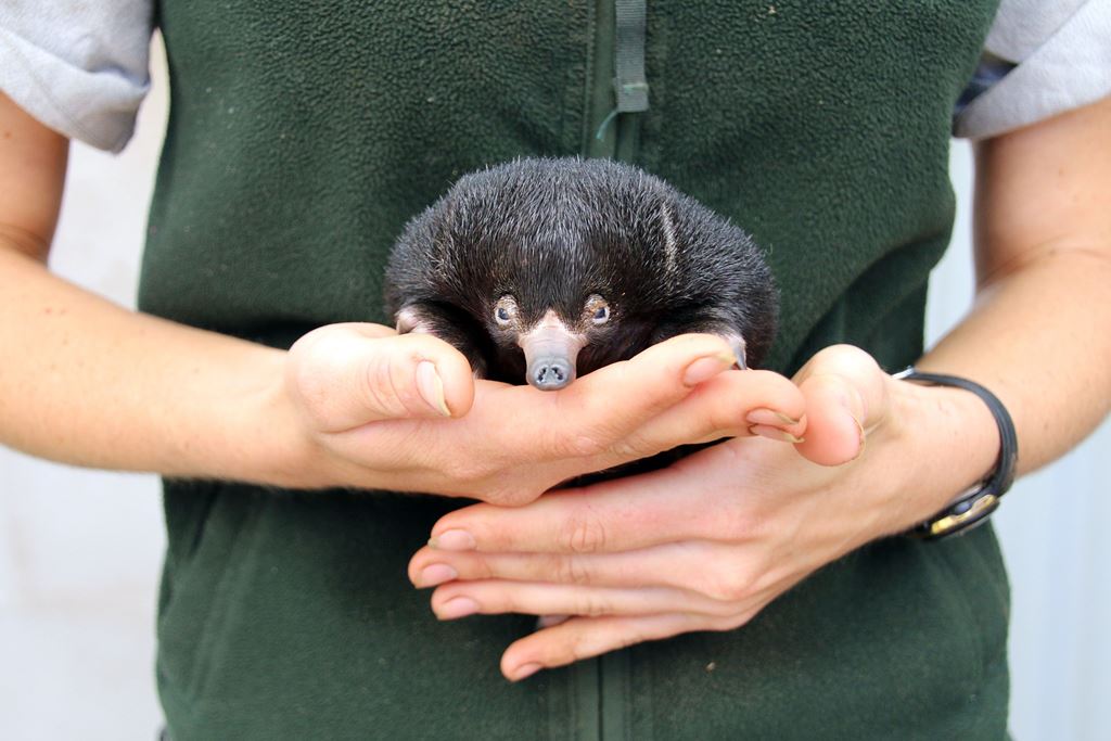 This hand out photo released by the Taronga Zoo on November 17, 2016 shows a keeper carrying a baby puggle in Sydney. AFP PHOTO / Paul FAHY / Taronga Zoo