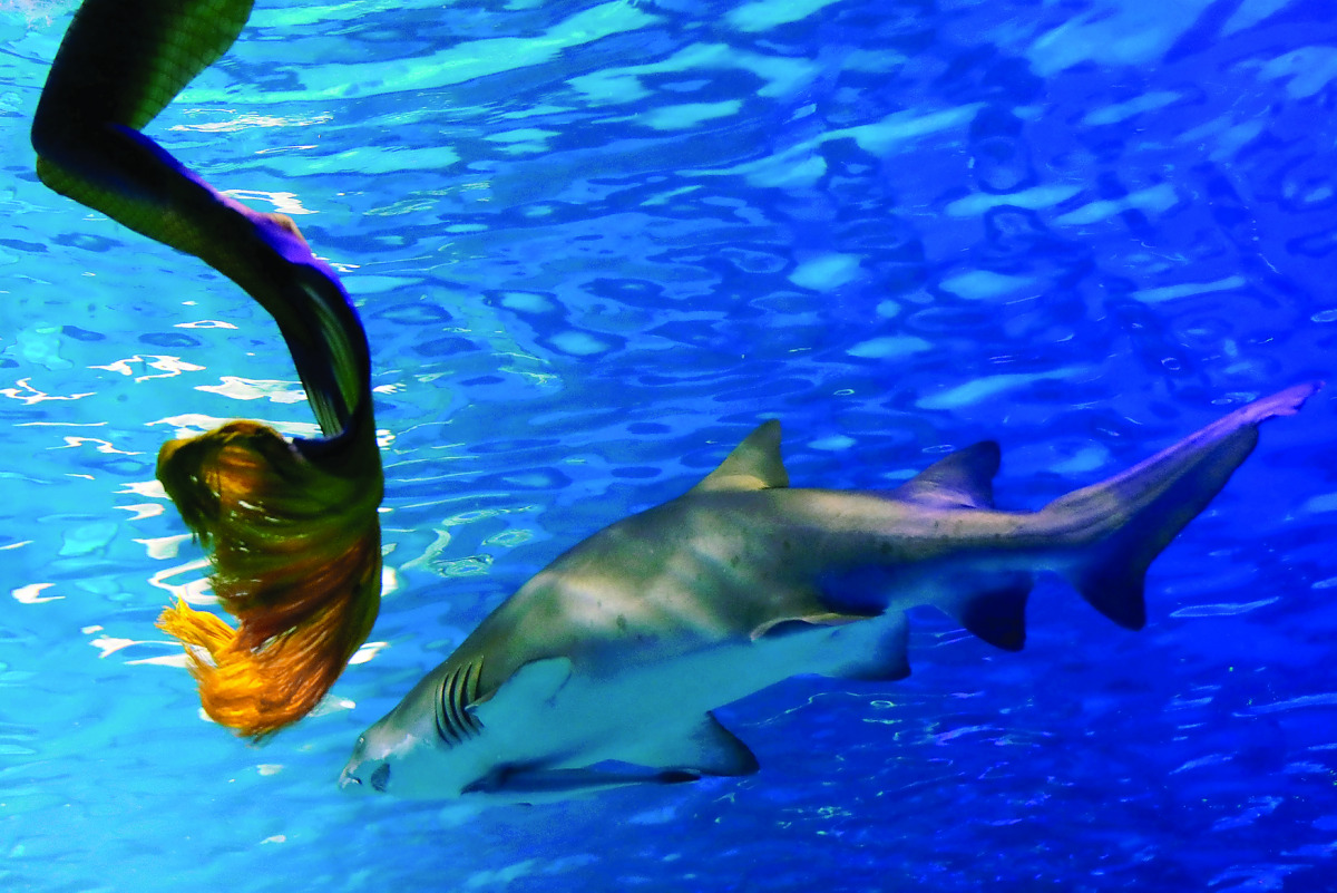 A performer practices her mermaid swim next to a shark in an aquarium after graduating from a mermaid workshop in Guangzhou, Guangdong Province, China, yesterday.