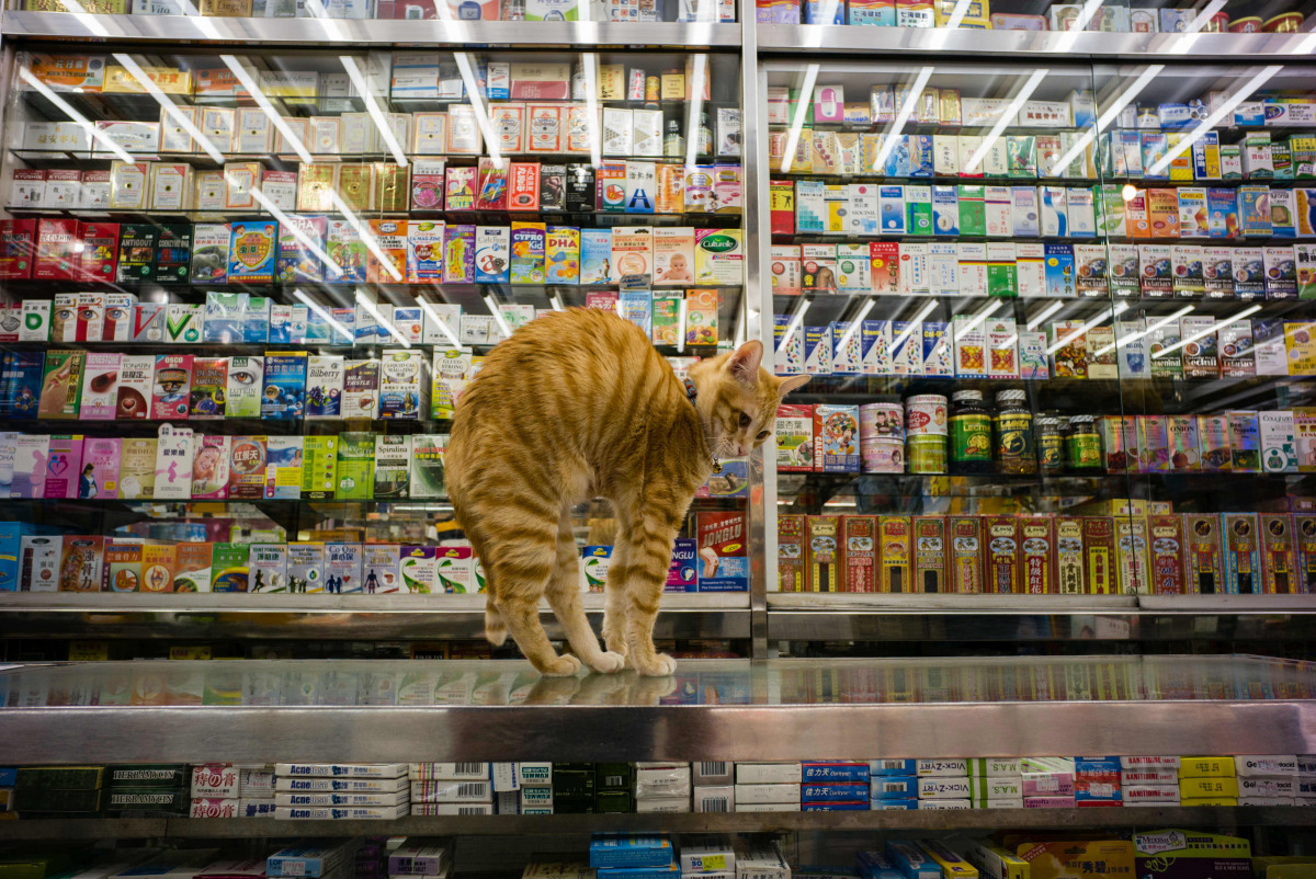 In this photo taken on December 12, 2016, a cat streches on a counter top in a Chinese and western medicine shop in Hong Kong. Four-legged 
