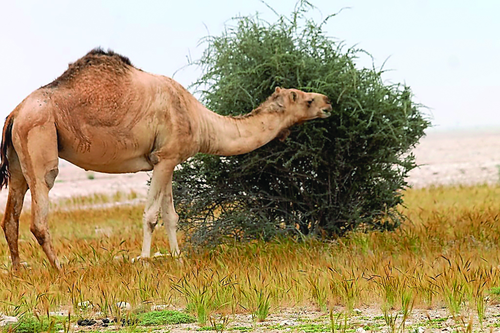 Among the major environmental violations was camel grazing in prohibited areas.