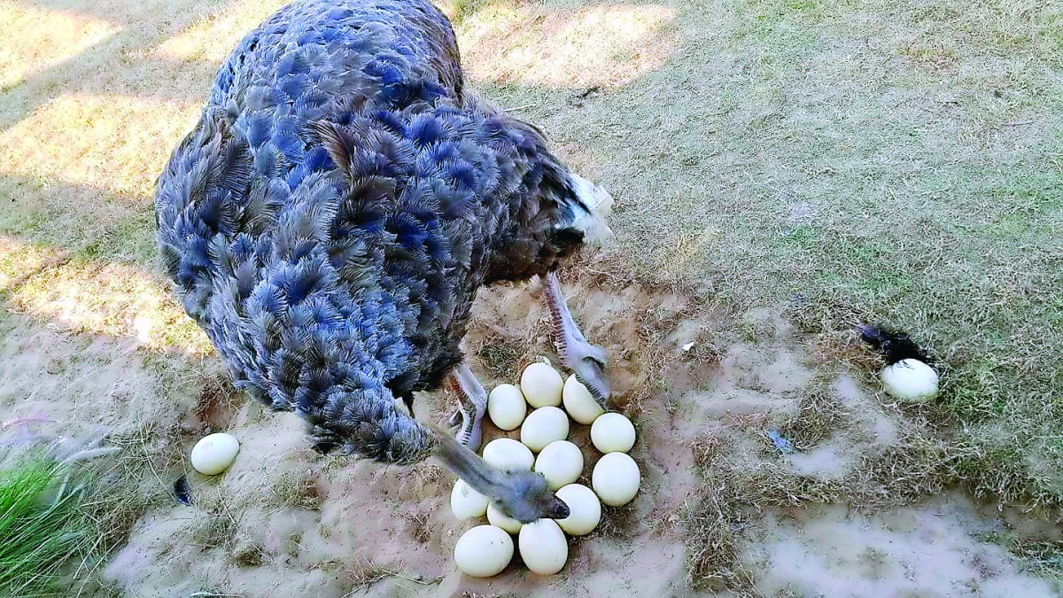 An ostrich with its eggs at Al Khor Park. The recently renovated park covers a whopping area of 240,000 square metres, sheltering a number of animals shifted from the Doha Zoo, which is undergoing a facelift. This park also has an aviary that houses over 