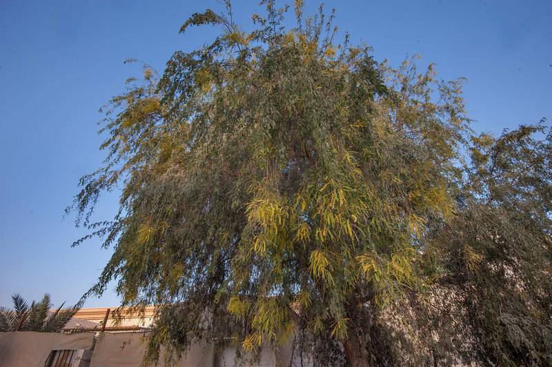 A 2015 file photo of Ghaf tree (Prosopis cineraria) on Al Furqan Street in Al Luqta are, Doha. Pic: FloraOfQatar.com
