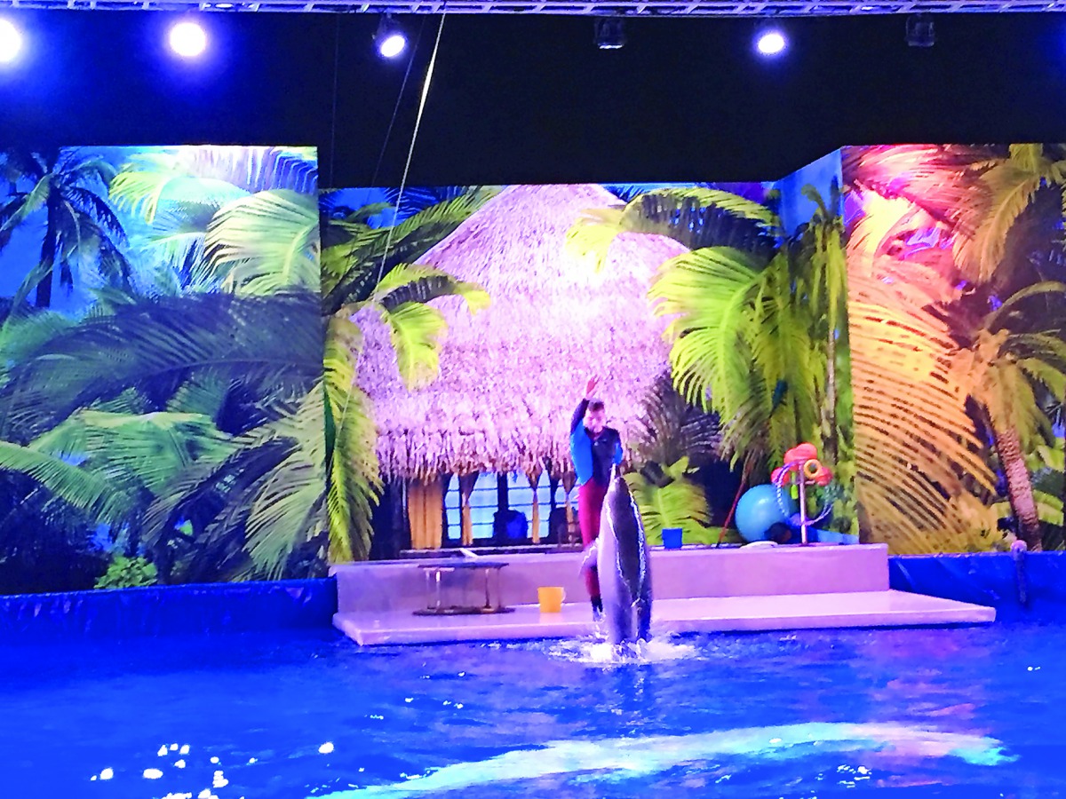 The Dolphin show as part of the ‘Spring Festival’ at Souq Waqif, yesterday. This show is the most popular event at the festival attracting a huge number of visitors.
