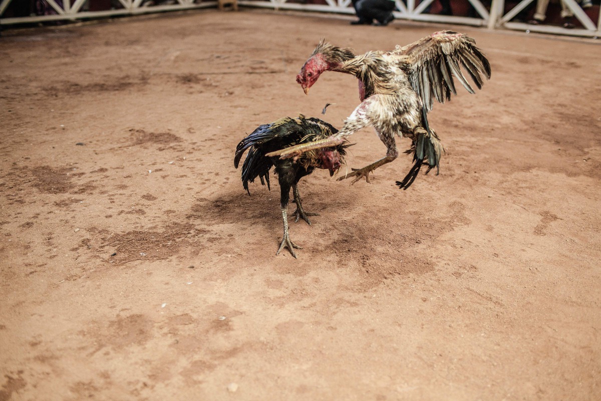 This file photo taken on December 3, 2016 cocks fighting during a cock fighting tournament on the outskirts on Antananarivo, Madagascar. Cockfighting is held during the weekend and is a tradition with Asian roots still practiced in Madagascar.  AFP / Gian