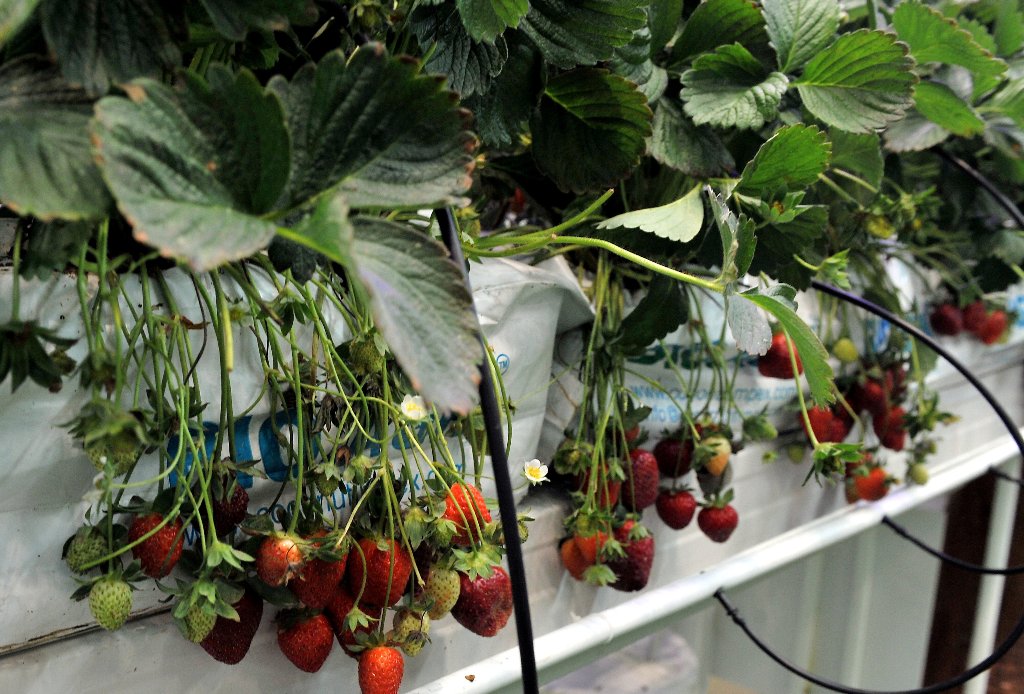 Hydroponic technique shown at the  5th international Agriculture Exhibition at DECC. Kammutty VP © The Peninsula