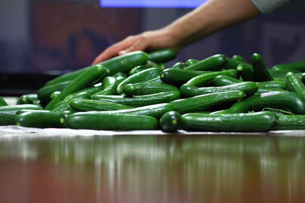 Cucumbers from the Sahara Forest Project pilot facility in Qatar. Photo courtesy of Elsa Naumann/Sahara Forest Project