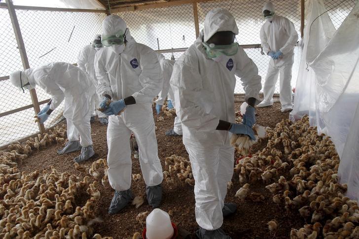 FILE PHOTO: Workers from the Animal Protection Ministry cull chicks to contain an outbreak of bird flu at a farm in Ivory Coast August 14, 2015 (Reuters / Luc Gnago) 
