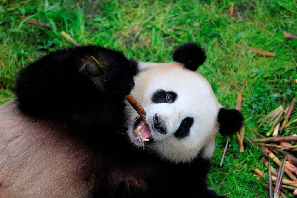 This photo taken on May 3, 2017 shows Jiaoqing, one of two giant pandas destined for Germany, at the Chengdu Research Base of Giant Panda Breeding in Chengdu, in China's southwest Sichuan province. AFP / STR