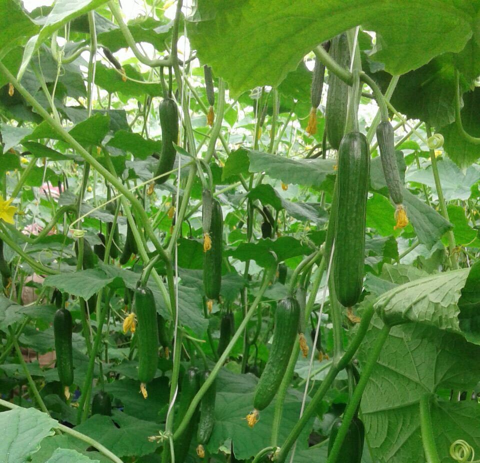 Cucumbers ready for harvest in one of the local farms.