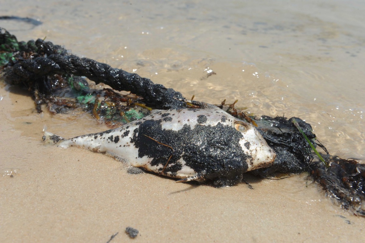Kuwait reports second oil spill The Peninsula Qatar