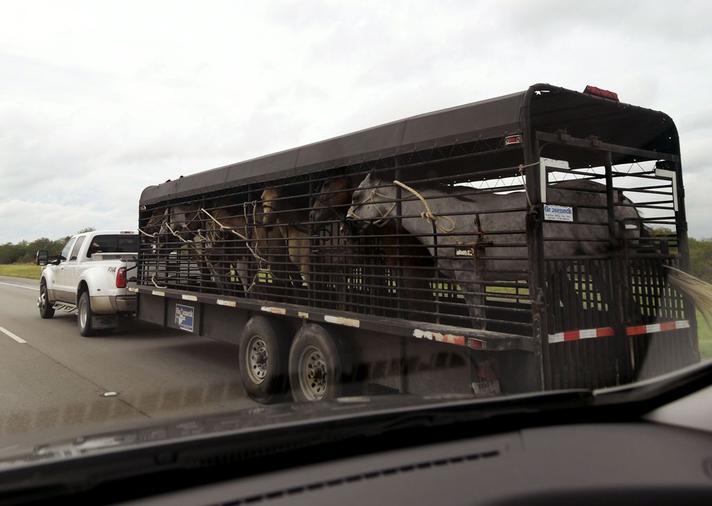 Horses are evacuated in San Antonio, Texas, on August 25, 2017, as Hurricane Harvey approaches. Harvey has intensified into a powerful category three storm, US meteorologists said August 25, as the Gulf Coast states of Texas and Louisiana braced for the f